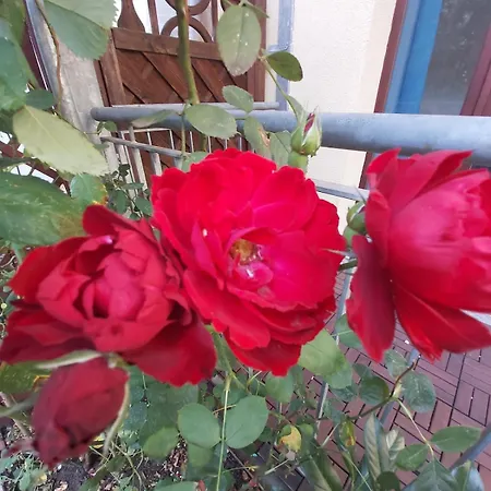 Superapartments In Πότσδαμ