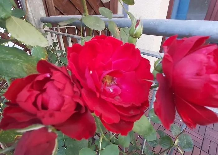 Superapartments In Potsdam