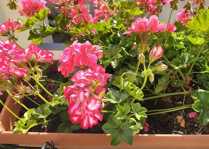 Superapartments In Daire